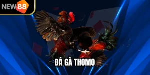 Đá Gà Thomo Trải Nghiệm Đỉnh Cao Cho Người Chơi Việt