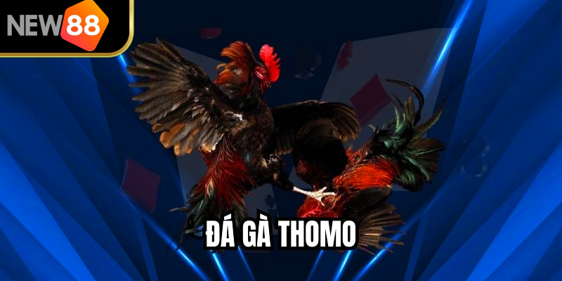 Đá Gà Thomo Trải Nghiệm Đỉnh Cao Cho Người Chơi Việt
