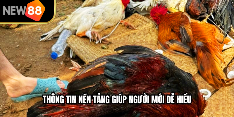 Thông tin nền tảng giúp người mới dễ hiểu