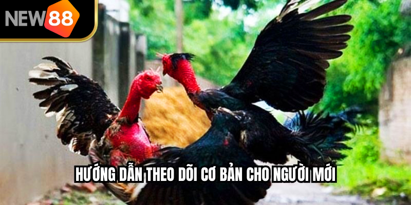 Hướng dẫn theo dõi cơ bản cho người mới