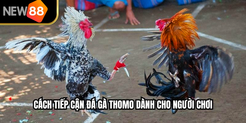 Cách tiếp cận đá gà thomo dành cho người chơi